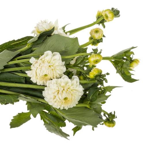 Dahlia weiss Boom Boom White 60cm