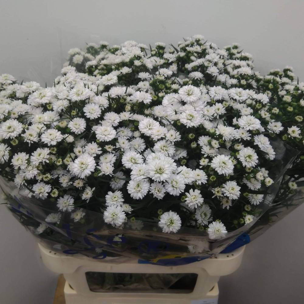 Astern weiss Pretty Wendy 45 Gramm 85cm