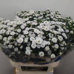 Astern weiss Pretty Wendy 45 Gramm 85cm