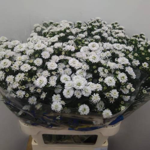 Astern weiss Pretty Wendy 45 Gramm 85cm