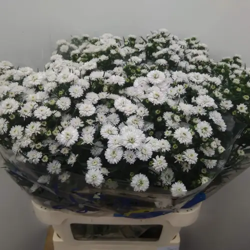 Astern weiss Pretty Wendy 45 Gramm 85cm