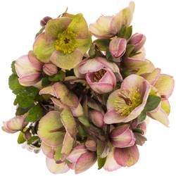 Helleborus grün/rosa Baylis Blush 45cm