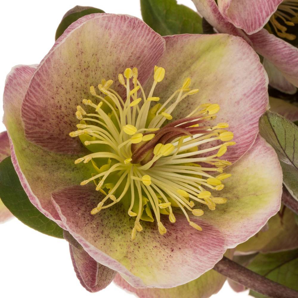 Helleborus grün/rosa Baylis Blush 45cm