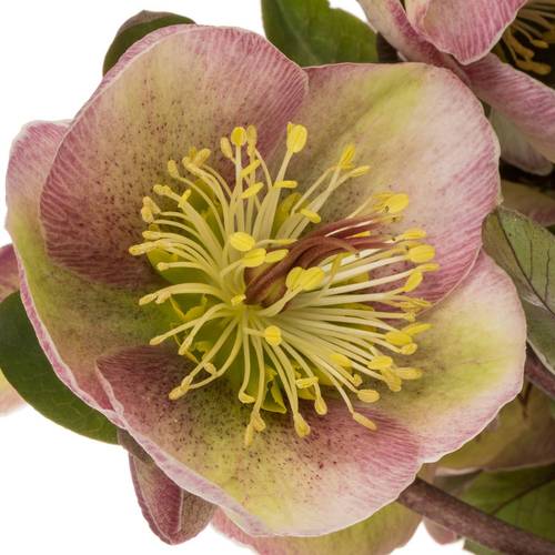 Helleborus grün/rosa Baylis Blush 45cm
