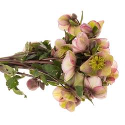 Helleborus grün/rosa Baylis Blush 45cm