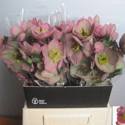 Helleborus grün/rosa Baylis Blush 45cm