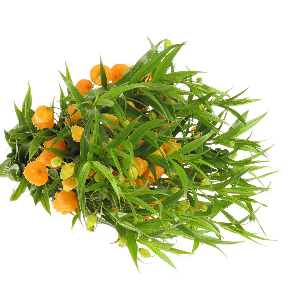 Sandersonia orange 40cm