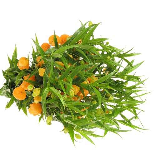 Sandersonia orange 40cm