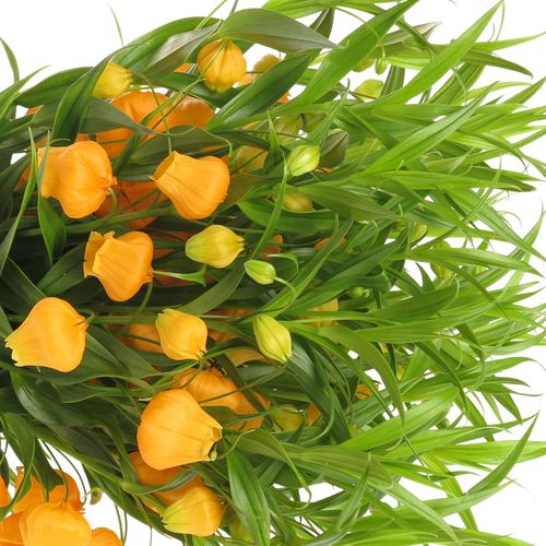 Sandersonia orange 40cm