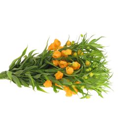 Sandersonia orange 40cm