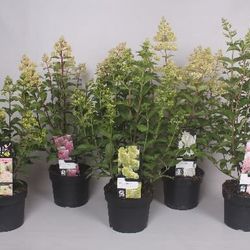 Hortensie Paniculata mix T19 H80
