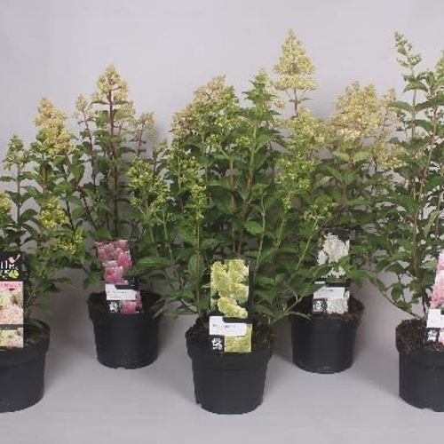 Hortensie Paniculata mix T19 H80