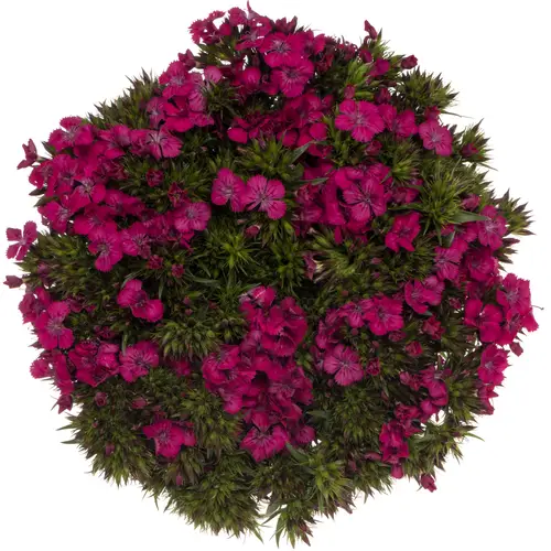 Bartnelke fuchsia Neon Cherry XL 55cm