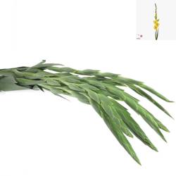 Gladiole gelb Banarama 90cm