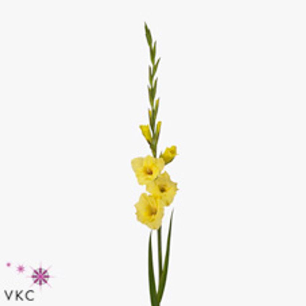 Gladiole gelb Banarama 90cm
