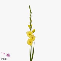 Gladiole gelb Banarama 90cm