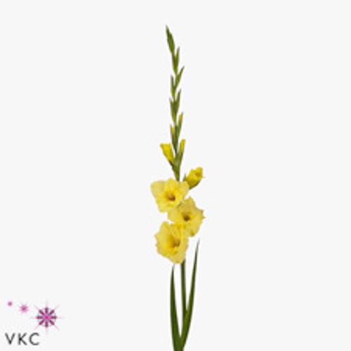 Gladiole gelb Banarama 90cm