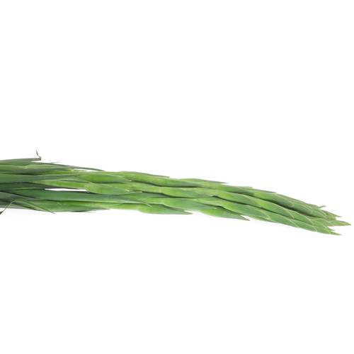 Gladiole gelb Banarama 90cm