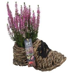 Garten.Arr PTHO4158 Herbst T25 H028