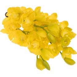 Mini Cymbidium gelb Carioca 40cm 8+Blüte