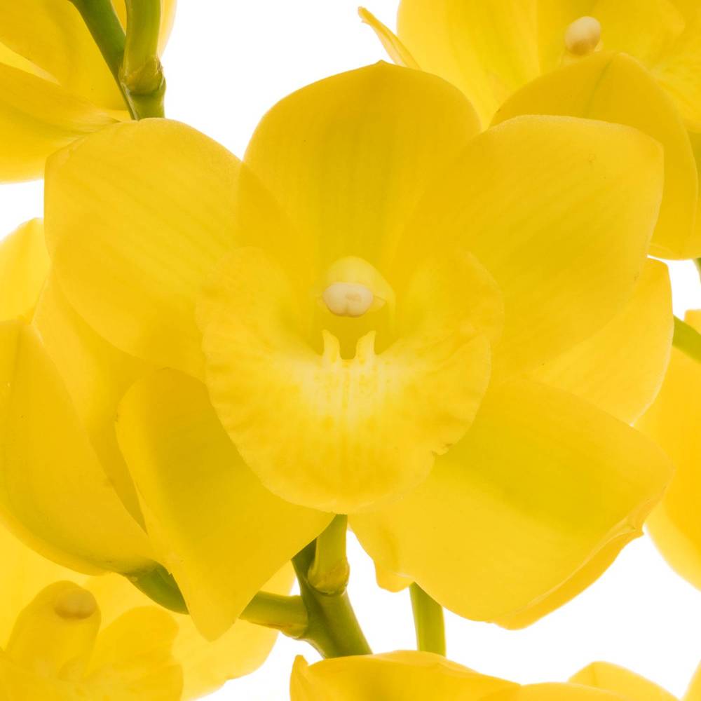Mini Cymbidium gelb Carioca 40cm 8+Blüte
