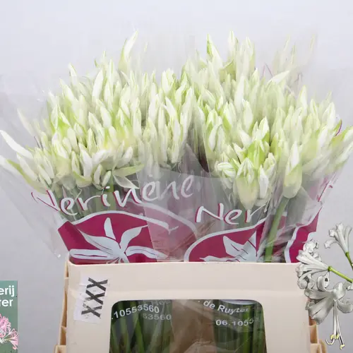 Nerine weiss Bianca Perla 55cm