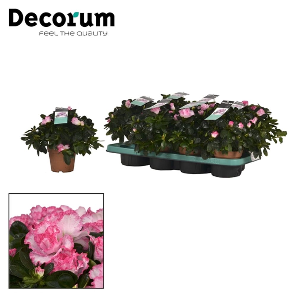 Azalee rosa Bunt T13 H25
