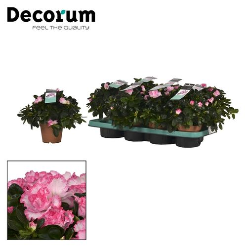 Azalee rosa Bunt T13 H25