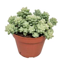 Sedum Burrito T11 H015