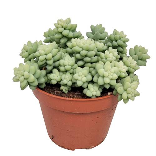 Sedum Burrito T11 H015