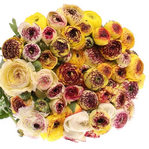 Ranunkel gelb Extra Italie Cappuch 40cm x 30