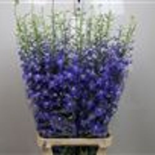 Delphinium blau Independence 70cm