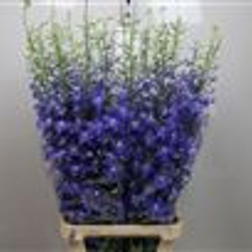 Delphinium blau Independence 70cm