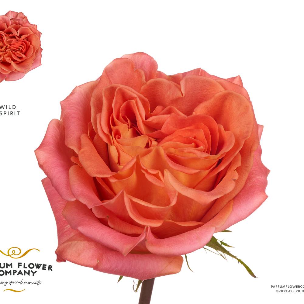 Rose lachs Wild Spirit 50cm