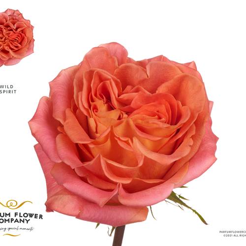 Rose lachs Wild Spirit 50cm