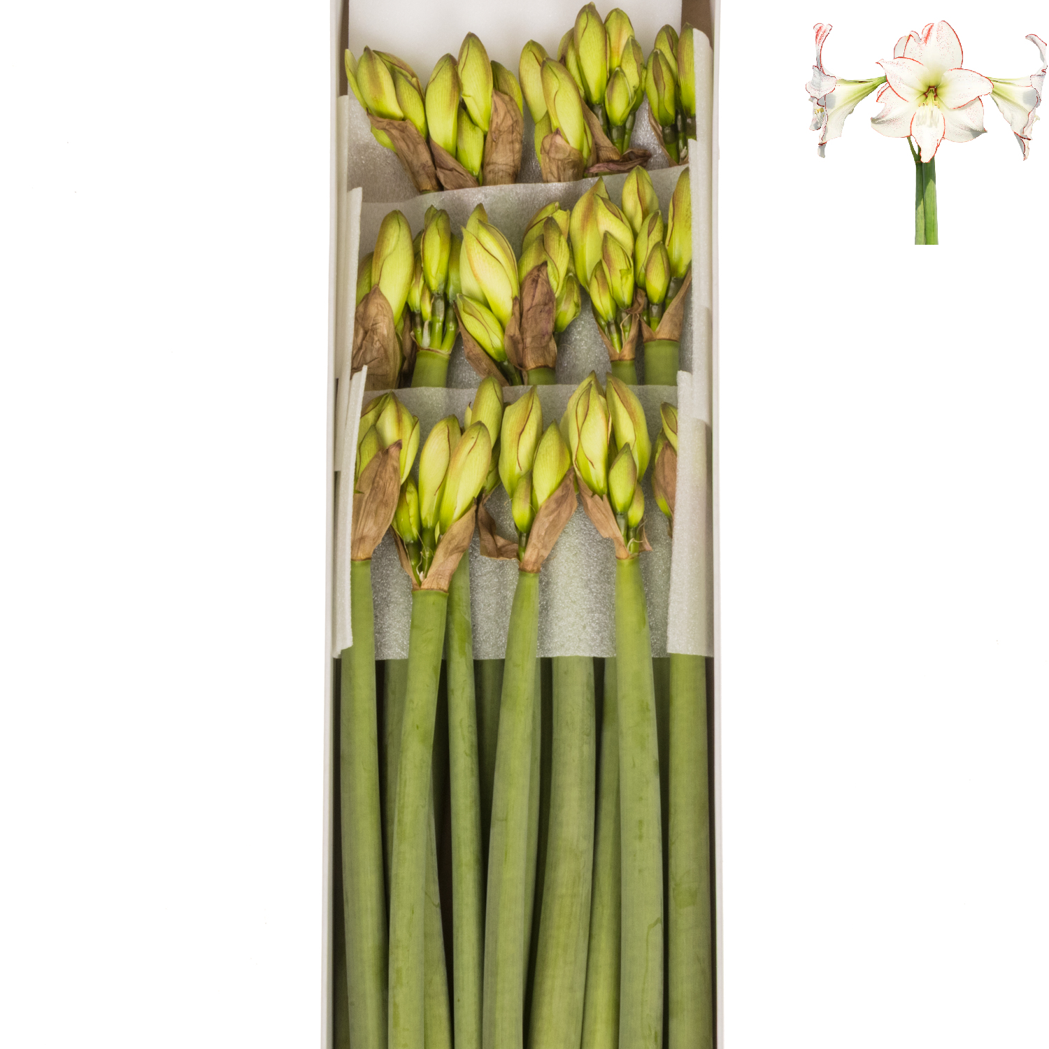 Amaryllis Krt.weiss Picasso x 18