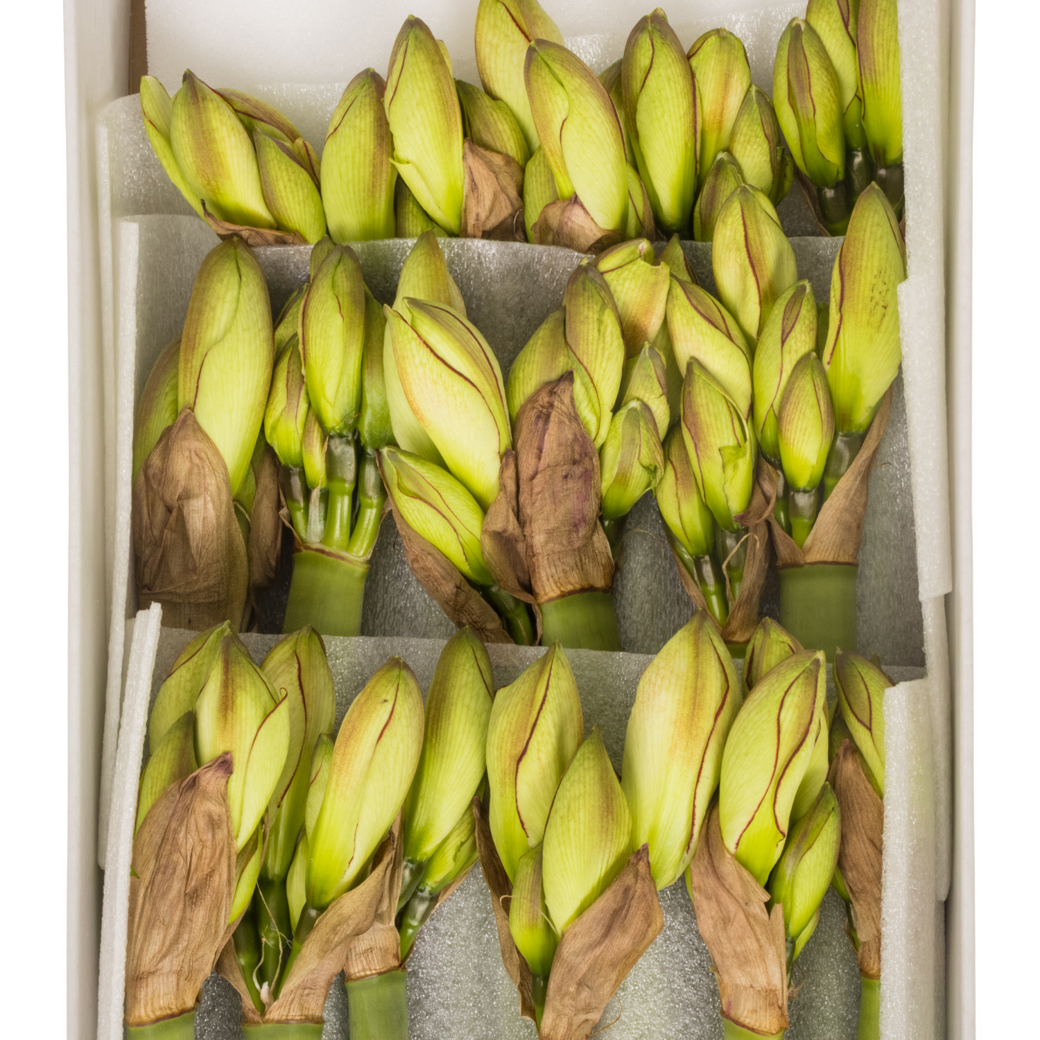 Amaryllis Krt.weiss Picasso x 18