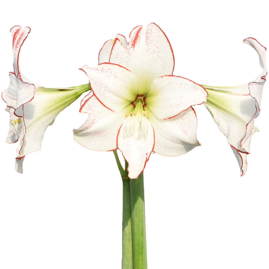 Amaryllis Krt.weiss Picasso x 18