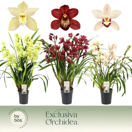 Cymbidium 5-R mix Exclusiva T14 H070