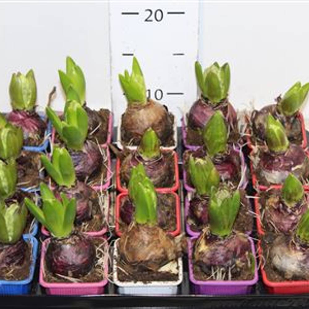 Hyac.1er mix Snapchen Von Uhr T07 H15