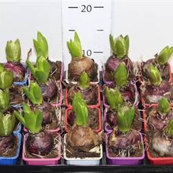 Hyac.1er mix Snapchen Von Uhr T07 H15