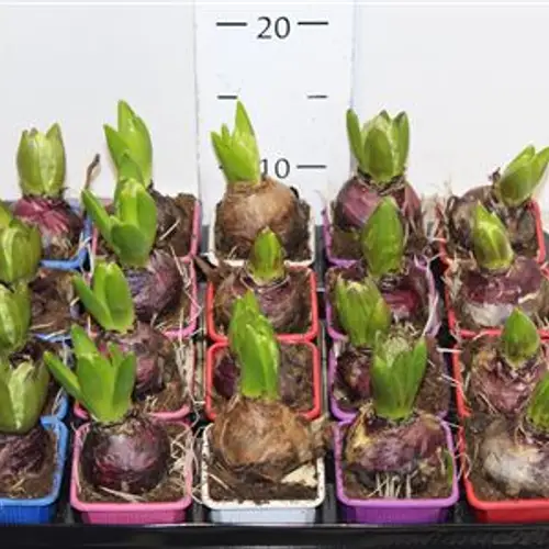 Hyac.1er mix Snapchen Von Uhr T07 H15