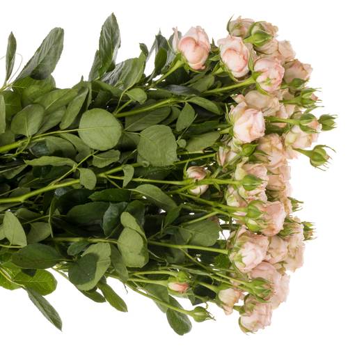Rose verzweigt rosa Bombastic NL 4+Blüte 70cm