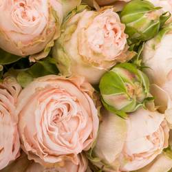 Rose verzweigt rosa Bombastic NL 4+Blüte 70cm