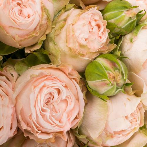 Rose verzweigt rosa Bombastic NL 4+Blüte 70cm