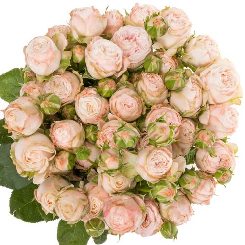 Rose verzweigt rosa Bombastic NL 4+Blüte 70cm