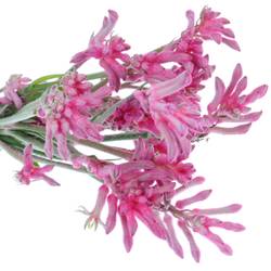 Kangeroo rosa Radiance 60cm