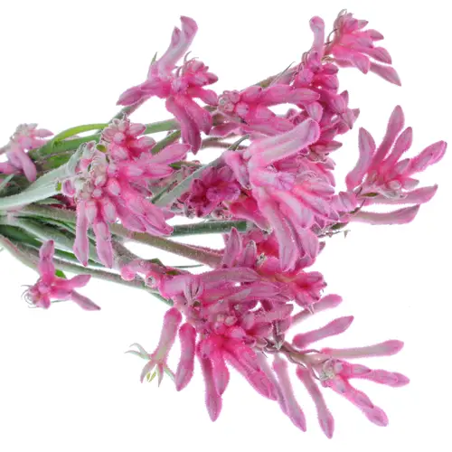 Kangeroo rosa Radiance 60cm