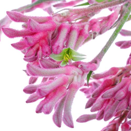 Kangeroo rosa Radiance 60cm