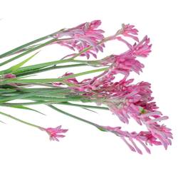 Kangeroo rosa Radiance 60cm